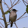 Fauvette à tête noire mâle